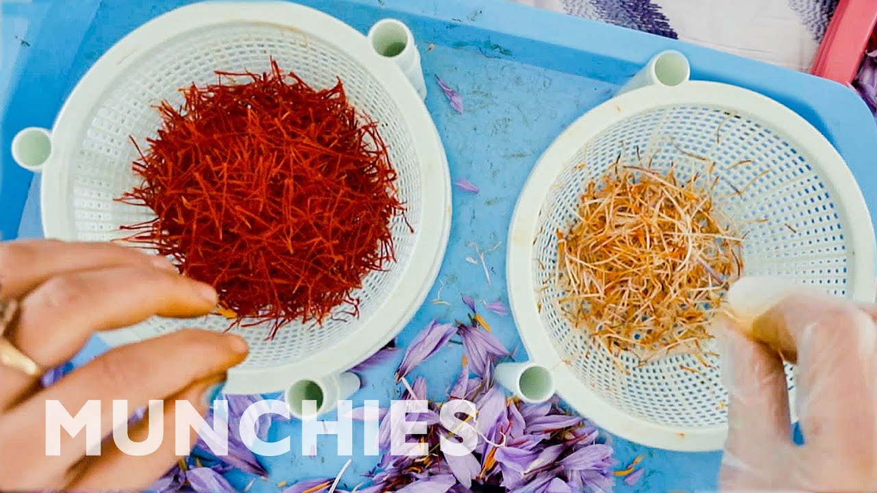 Frame from How The World’s Most Expensive Spice Is Harvested