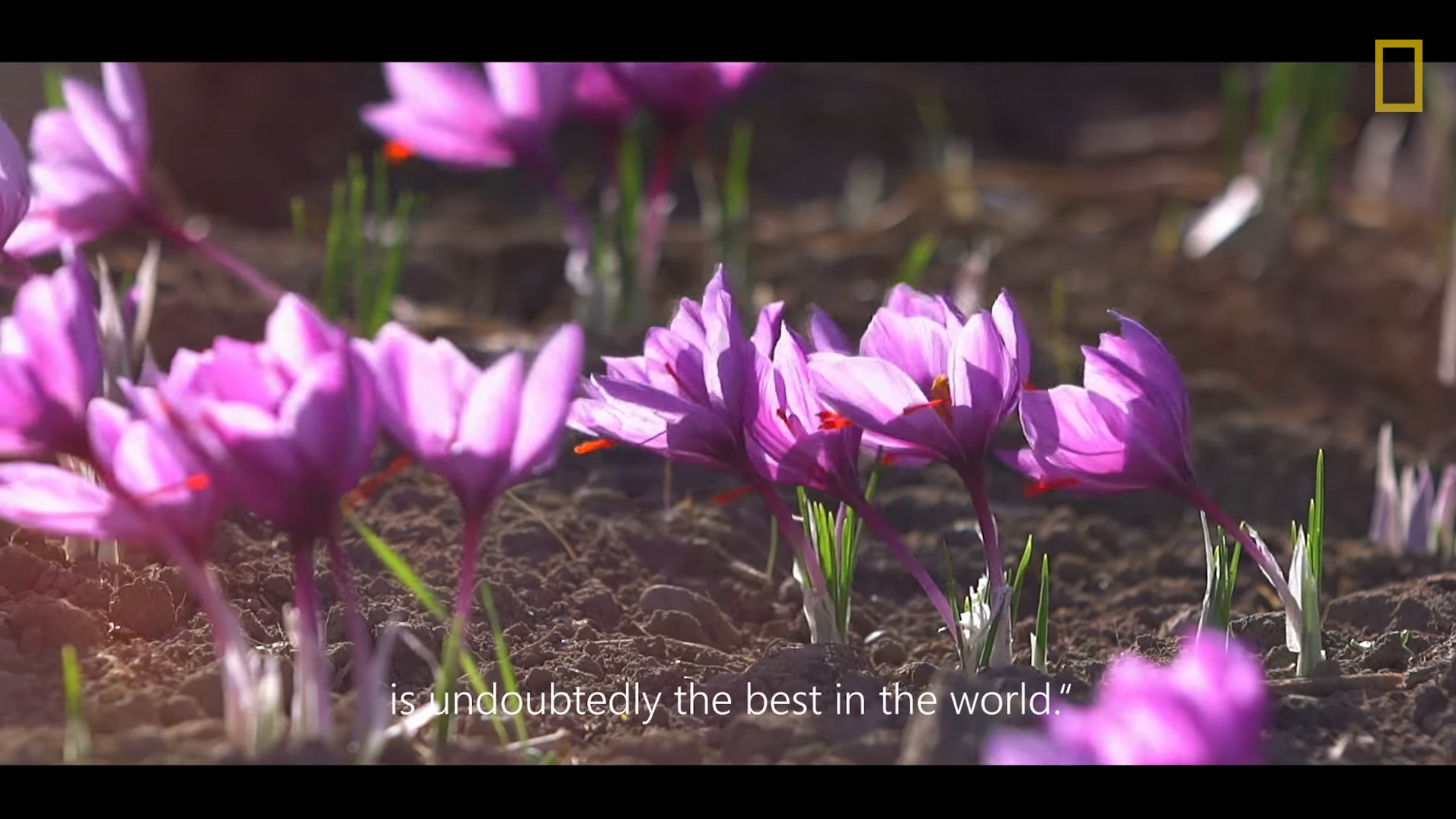 This is the World’s Most Expensive Spice | National Geographic